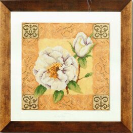 Roos in klassieke omlijsting